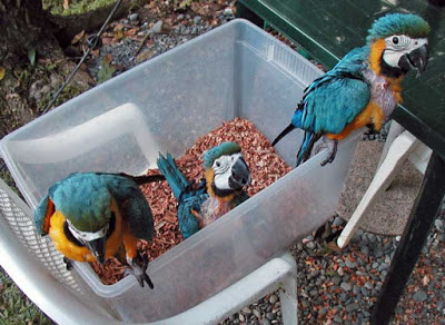 Harga Anakan Scarlet Macaw Blue And Gold Terbaru 2016