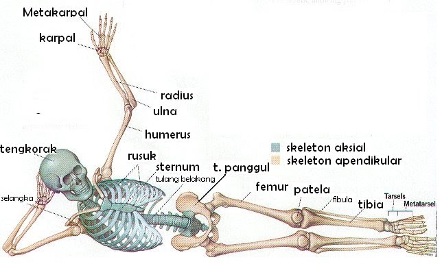 Daftar Nama  Tulang pada Manusia Akatsuki Ners Blogshare