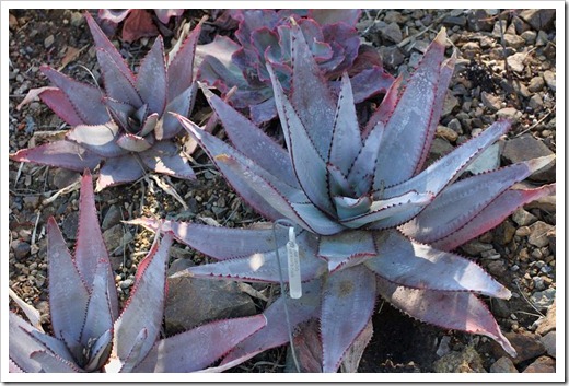 120414_RBG_Aloe-capitata-var-quartziticola_06