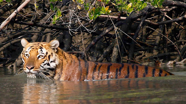 Sunderbans park