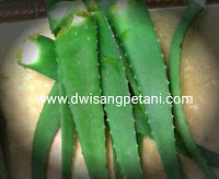 www.dwisangpetani.com