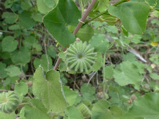 Abutilon indicum - Abutilon indien