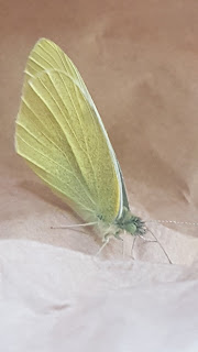 A greenish butterfly in a brown bag. It's wings are closed straight up and it has a very fuzzy head.