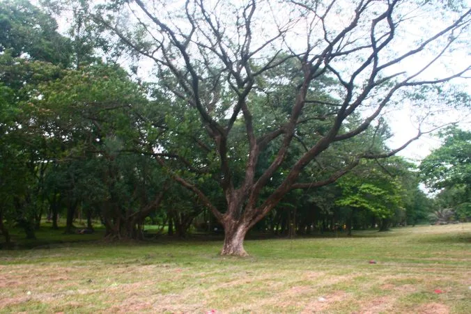 Open field inside UP Diliman