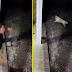 VÍDEO: morador da Flórida faz sucesso na web ao afastar urso que perseguia cachorro da família