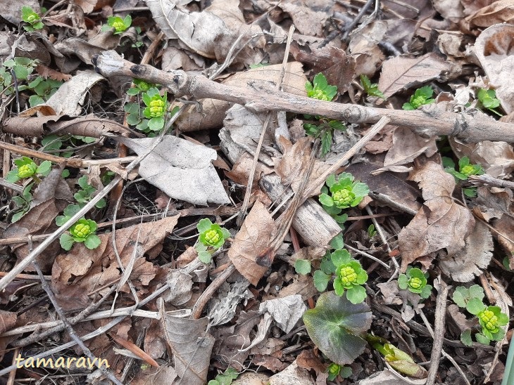 Селезёночник волосистый (Chrysosplenium pilosum)