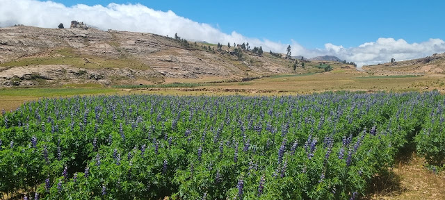 Auf den kargen Böden werden Lupinen angepflanzt. Lupinen zählen zu den ältesten Kulturpflanzen. Lupinensamen enthalten hochwertiges Eiweiß, das sowohl als Ersatz für importiertes Soja im Viehfutter (nicht für Pferde für die ist es giftig) als auch in der menschlichen Ernährung eingesetzt wird.