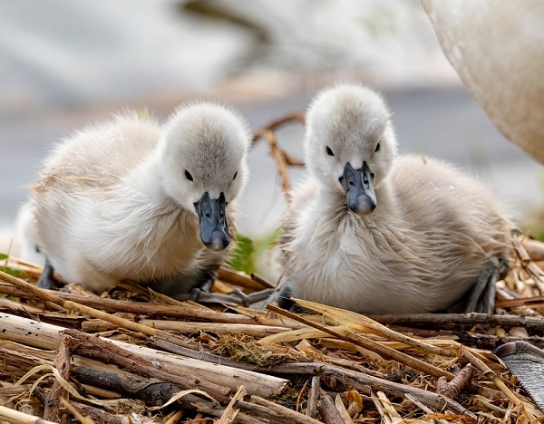 swan farming, swan farming business, raising swans, keeping swans, how to raise swans
