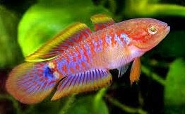 TATEURNDINA OCELLICAUDA