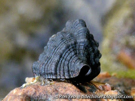 Pellucid Horn (Clypeomorus pellucida)