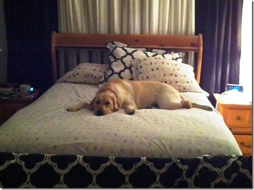 Giant puppy