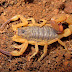 Tityus serrulatus