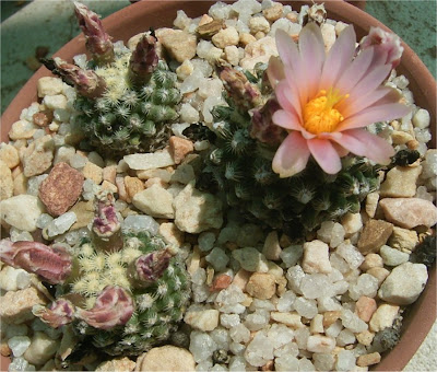 Pediocactus knowltonii