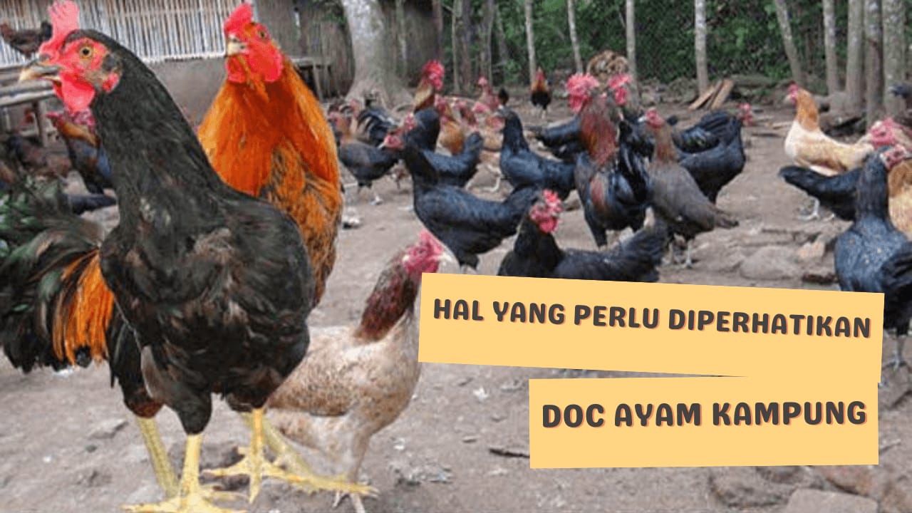 https://www.kerjaayam.com/2022/08/hal-yang-harus-diperhatikan-untuk-doc.html