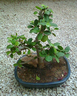 ficus microcarpa bonsai