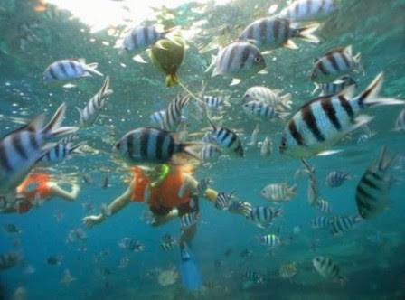 hệ động vật độc đáo ở đảo Pangkor 8