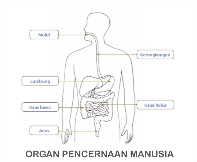  Diagram dan  Penjelasan  Fungsi Organ Pencernaan  Pada 