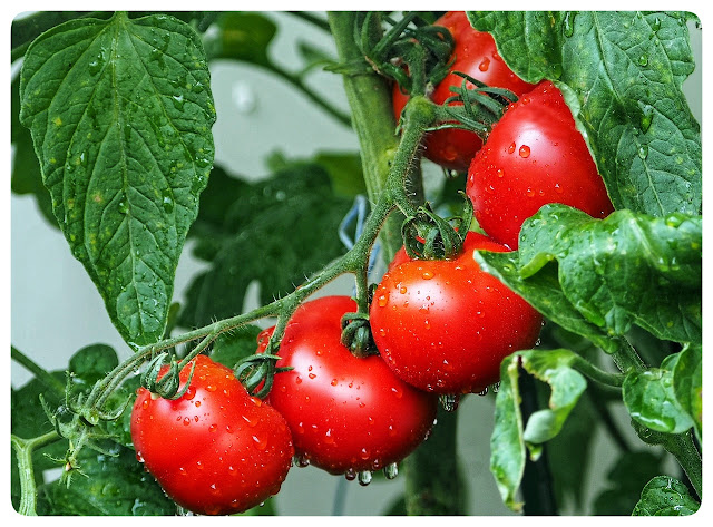 Why Tomatoes so expensive in agriculture market ?