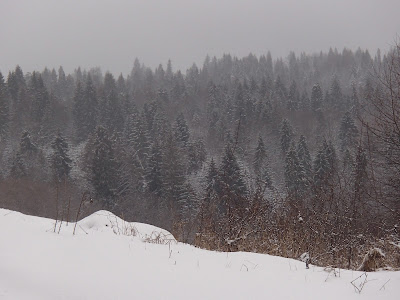 Spacer w Szczawnicy - Cyrhle 774) - Łaźne Skały (773) - Zalazie (733) - Witkula (736) - Szafranówka (742) - Przełęcz pod Szafranwką 