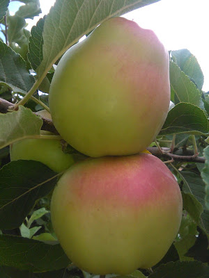 manzanas