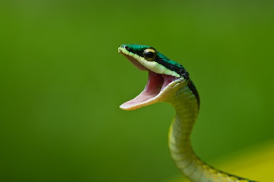 natural beauty in green color