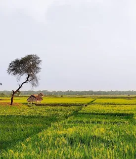 গ্রাম বাংলার প্রাকৃতিক সৌন্দর্য