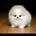 Top 10 Cutest Dog Breeds