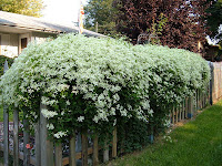 Autumn Sweet Clematis5