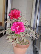 しんちゃんの店にある、鉢植えの牡丹の花・・・. 今日、二つの蕾とも、満開に咲き .