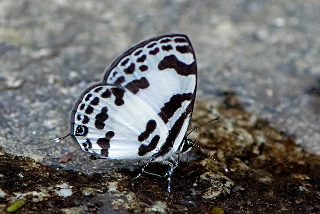 Discolampa ethion the Banded Blue Pierrot butterfly