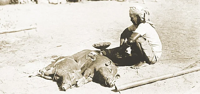 Ritual offering of pigs