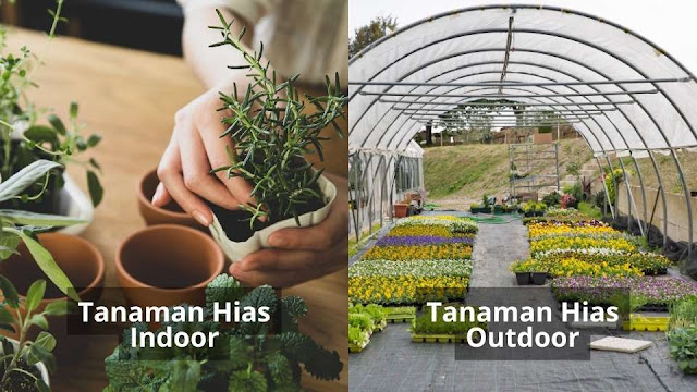 Cara Perawatan Tanaman Hias Indoor dan Outdoor