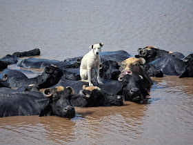 Funny animals of the week - 10 January 2014 (35 pics), dog stands on buffalo's back