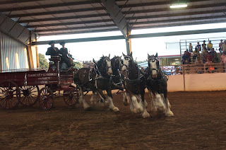 Clydesdale, Clydesdale Hitch, Clydesdale Mares, Clydesdale Breeders, CBUSA, Clydesdale for Sale, Clydesdale Stallion