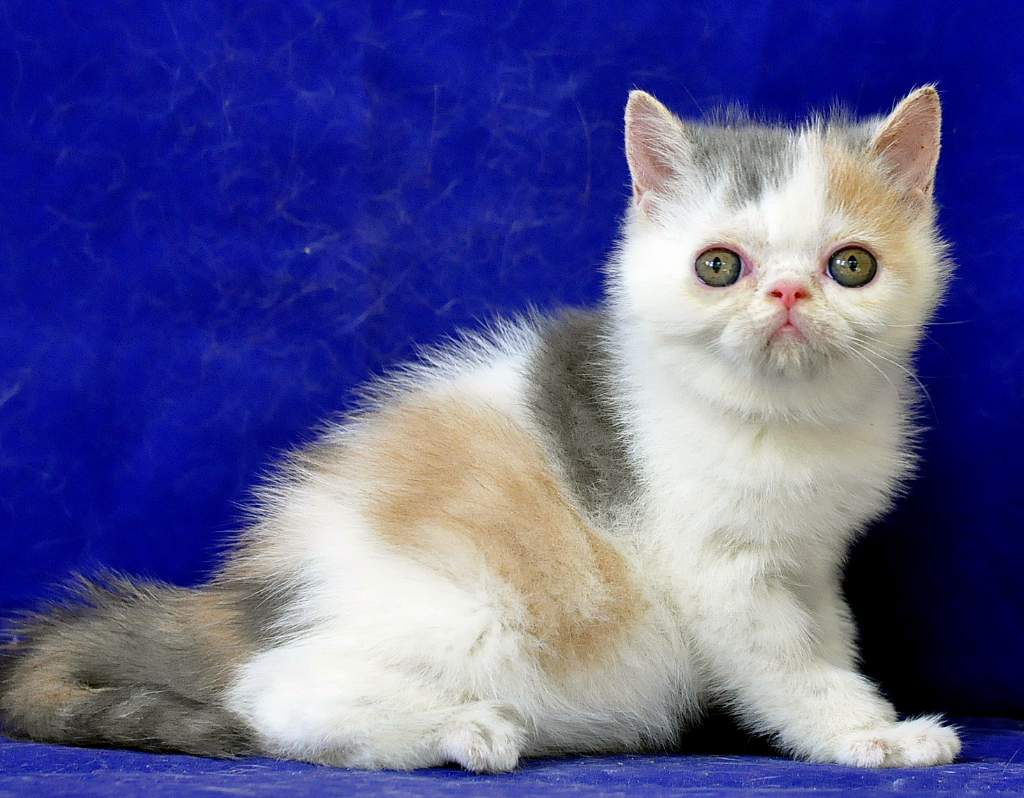 Harga Kucing  Ras Persia Anggora  info kucing  persia 