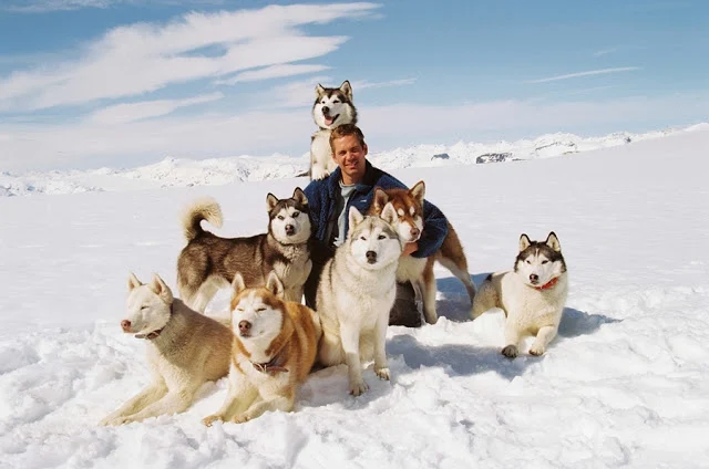 Kutup Macerası Eight Below  paul walker and dogs