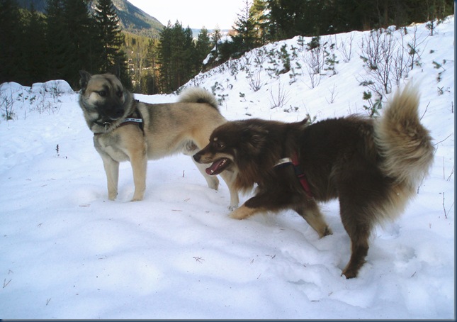 Nalle