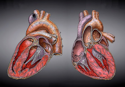 Labeled Diagram of Heart