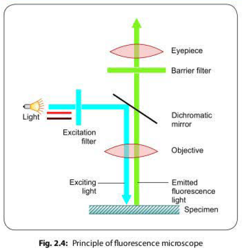 Principle of fluorescence microscope