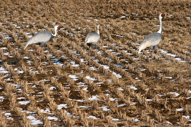 Crane wallpaper,crane images,crane photo,cute crane,beautiful crane,cranes,the crane,the cranes,crane birds,crane,birds,birds picture,about birds,birds images birds photo,birds picture,flying crane,animation crane,crane stand green grass,