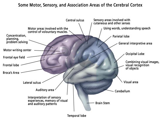 Brain Anatomy8