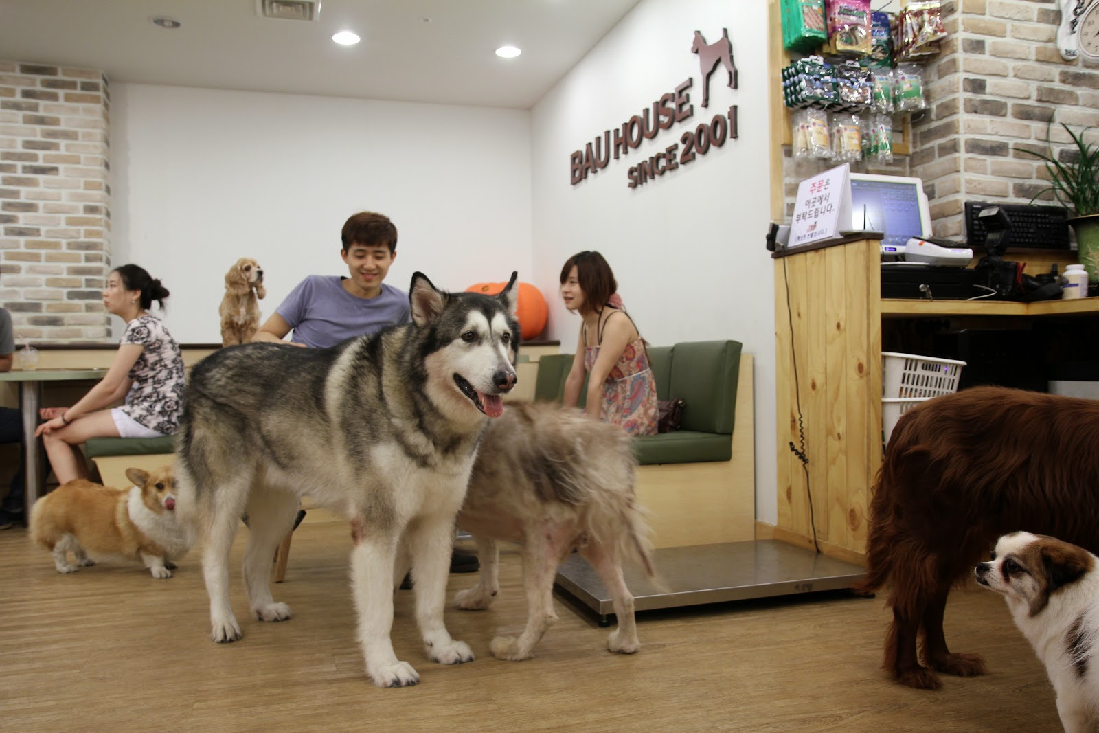 Andrew goes to Korea Bau House Dog  Cafe  Seoul Weekend pt 6 
