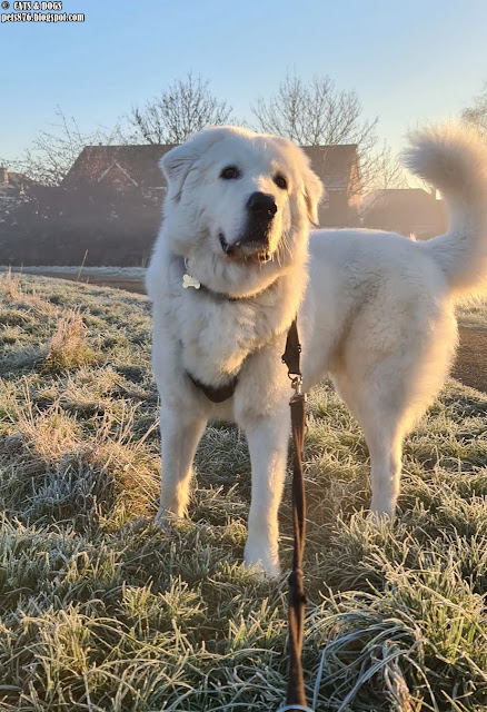 Maremma Sheepdog