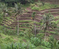 A panoramic view of the Tegalalang Rice Terraces, a UNESCO World Heritage Site in Bali, Indonesia. The terraces are carved into the hillside and are a beautiful example of terracing.