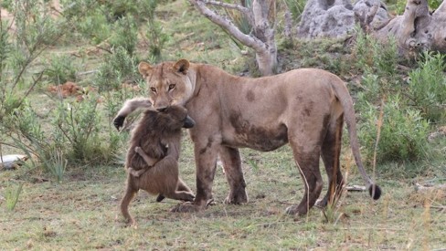Leões Caçando Babuínos