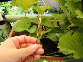 Fresones (Fragaria x ananassa).