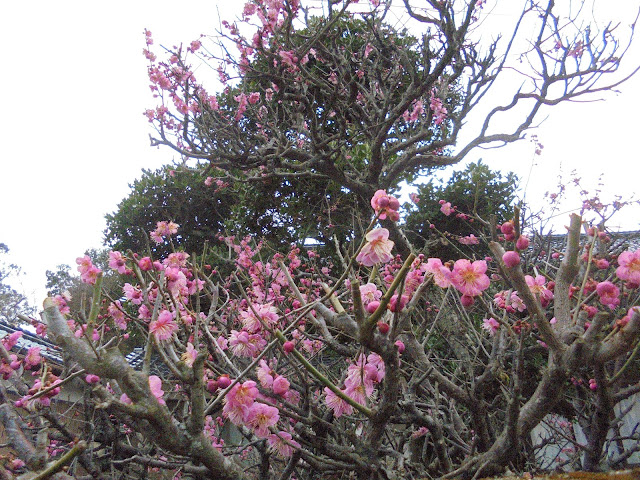 ご近所の梅の花の植え込みが花盛り