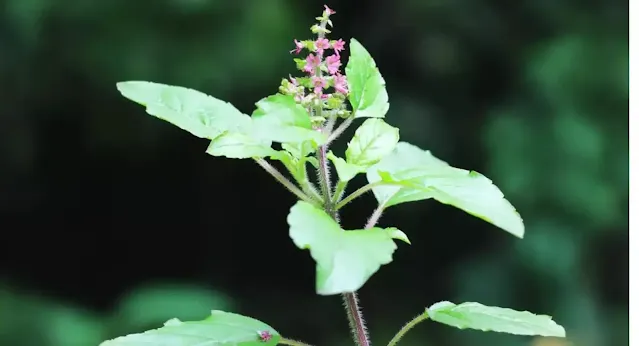 Tulsi, herbs for protection, herbs, herbs and rye, gaia herbs, smokable herbs,  how to dry herbs, what herbs can you smoke, witlifestylist,