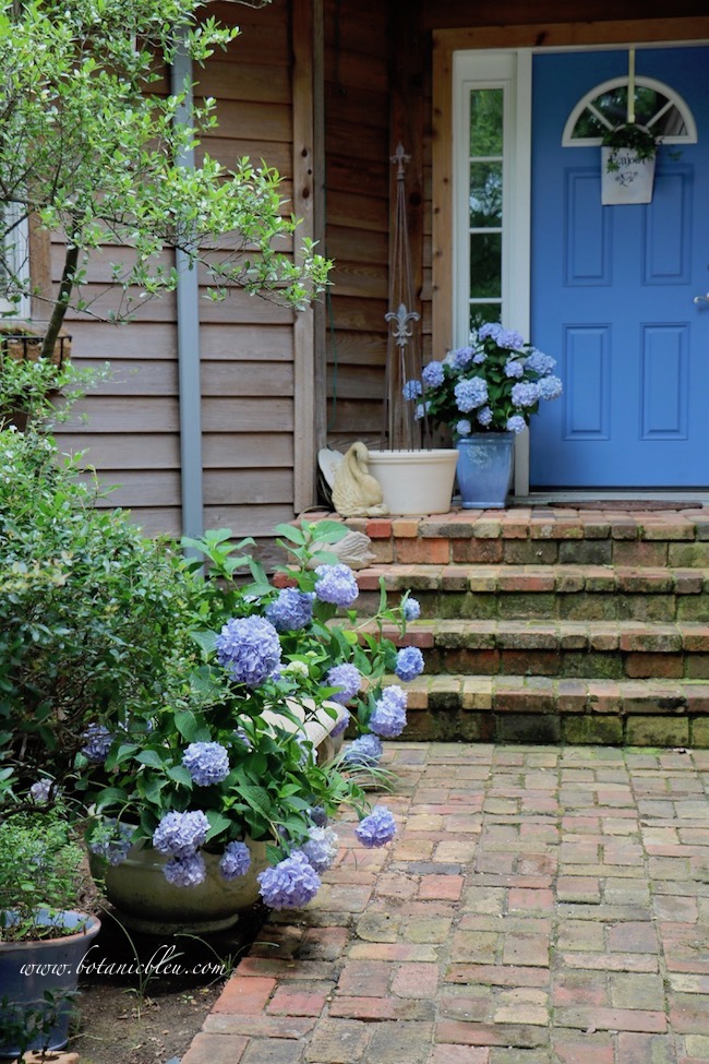 Image of Blue hydrangeas in pots along walkway