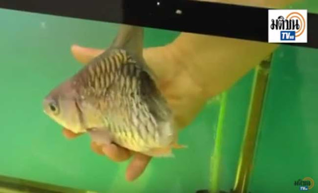 Satu ikan di Thailand boleh bertahan 6 bulan dengan hanya separuh daripadanya sahaja 